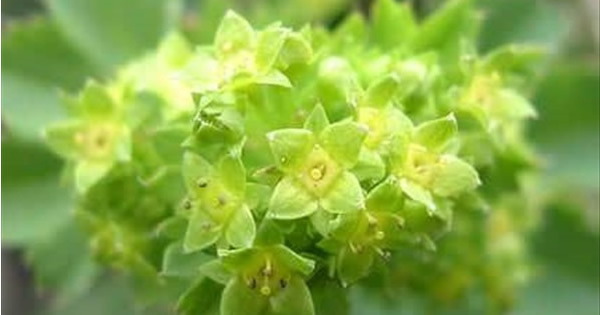 Aslanyağı (leontopidium alpinium)