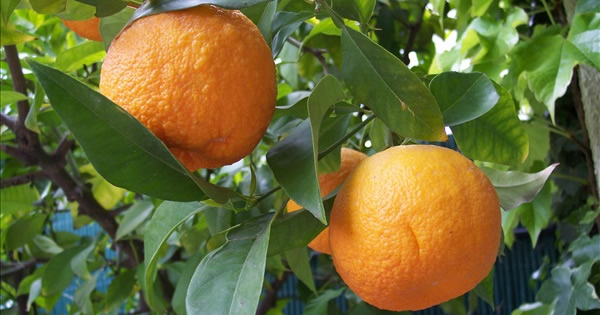 Turunç (citrus aurantium)