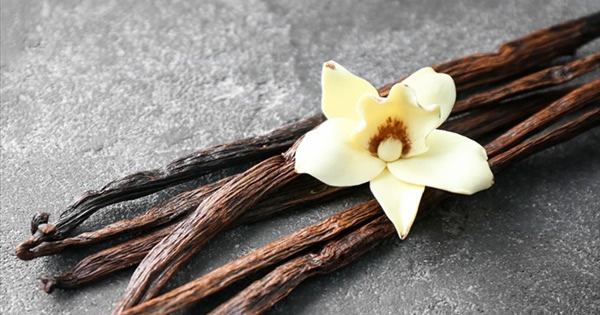 Vanilya (vanilla planifolia)