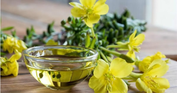 Çuha Çiçeği Yağı – E.Primrose Oil