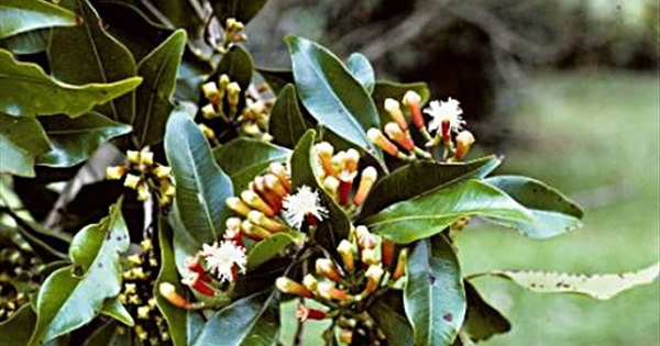 Karanfil Ağacı (caryophyllus aromaticus)