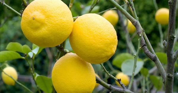 Limon (lemon)