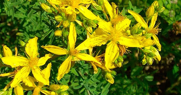 Sarı Kantaron (Hypericum perforatum)